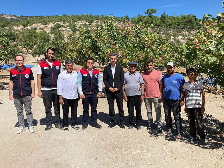 Denizli Guneyde Antep Fistigi Hasadi Basladi 1