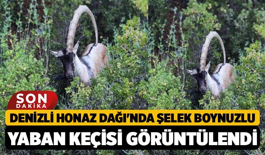 Denizli Honaz Dağı'nda Şelek Boynuzlu Yaban Keçisi Görüntülendi